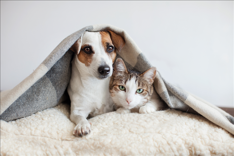 Assisting Survivors and Their Pets During Covid-19 and Beyond Webinar On-Demand